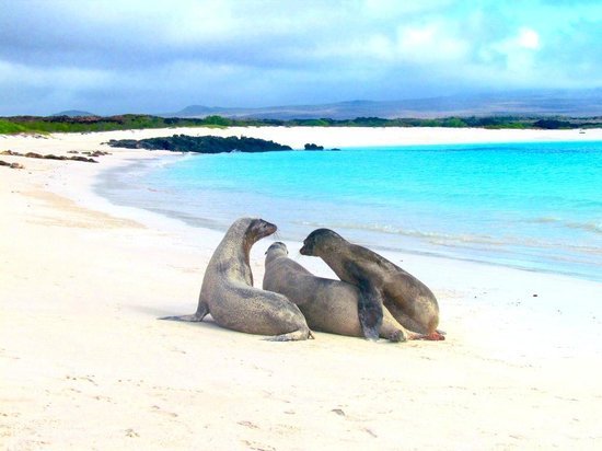 galapagos-beach-at-tortuga
